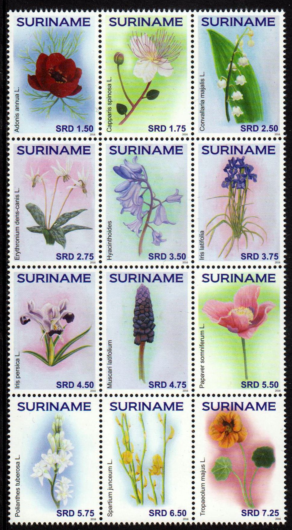 Zdr. Blumen 2016