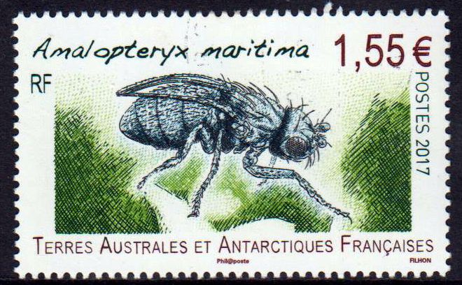 Insekten 2017, Fliege