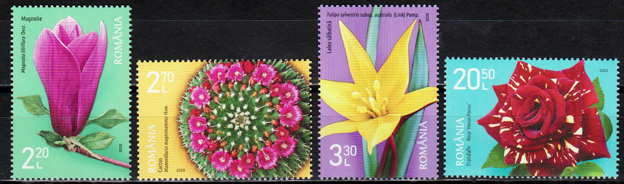 Bot. Garten Dimitrie Brandza 2020, Blumen