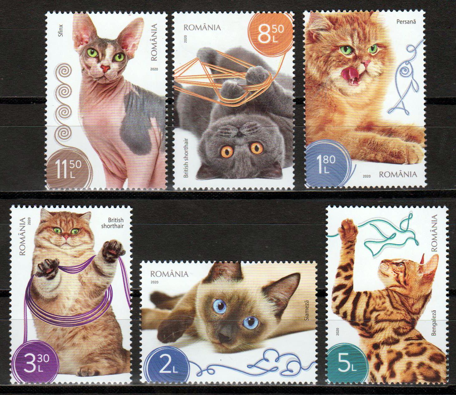 Katzen 2020, Siam, Bengale, Sphinx