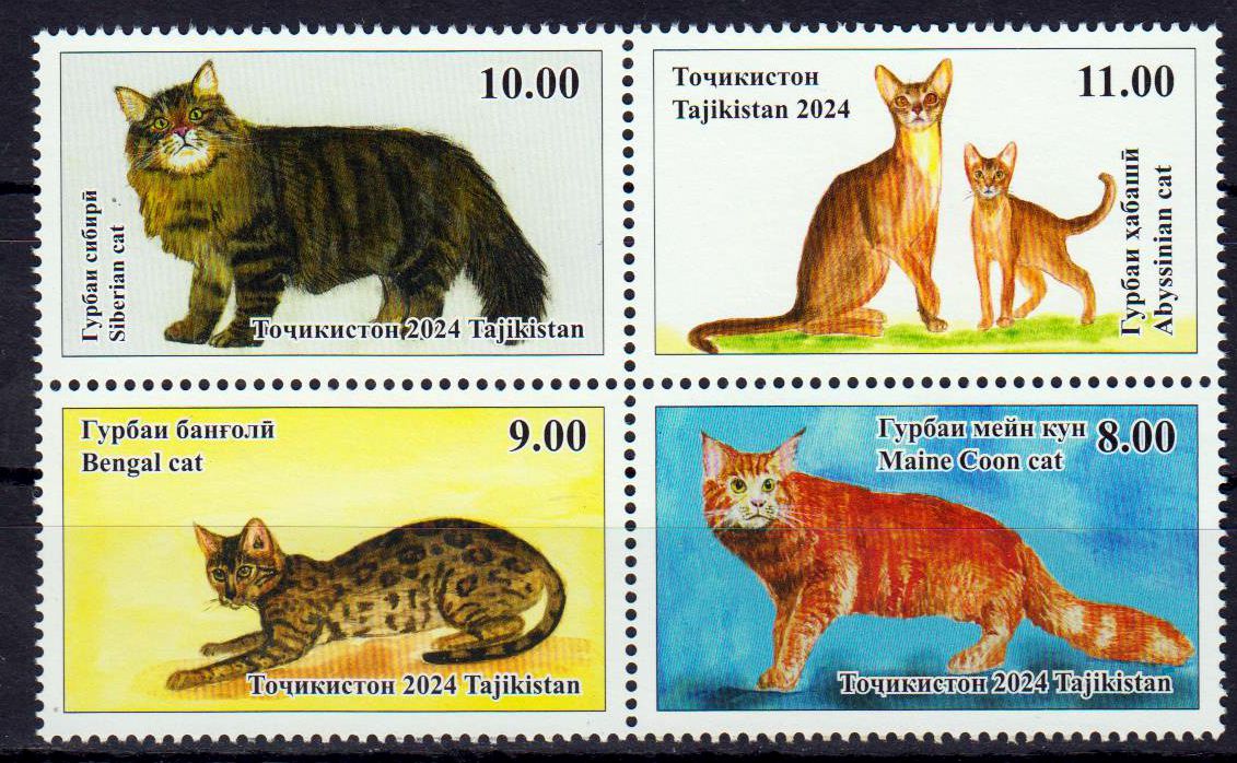 Katzen 2025