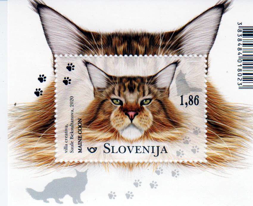 Block: Katzen 2020, Main Coon