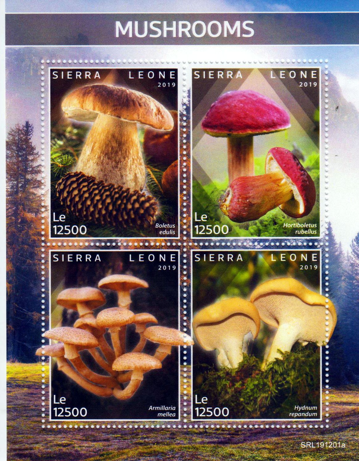 Pilze 2019, Steinpilz, Filzröhrling