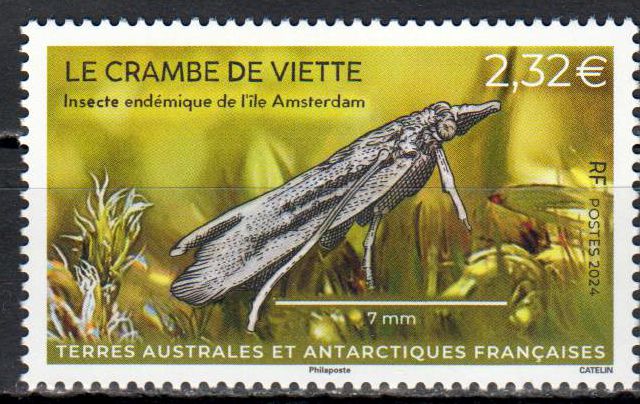 Insekten 2024, Le crambe de viette