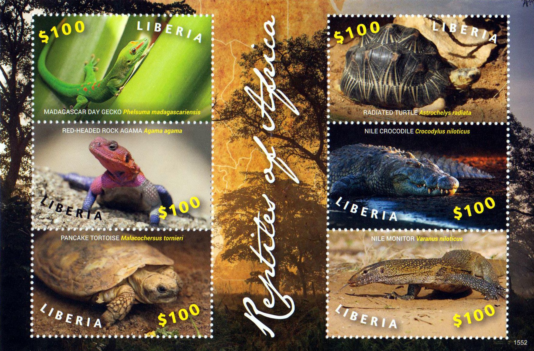 Reptilien Afrikas II 2015, Gecko