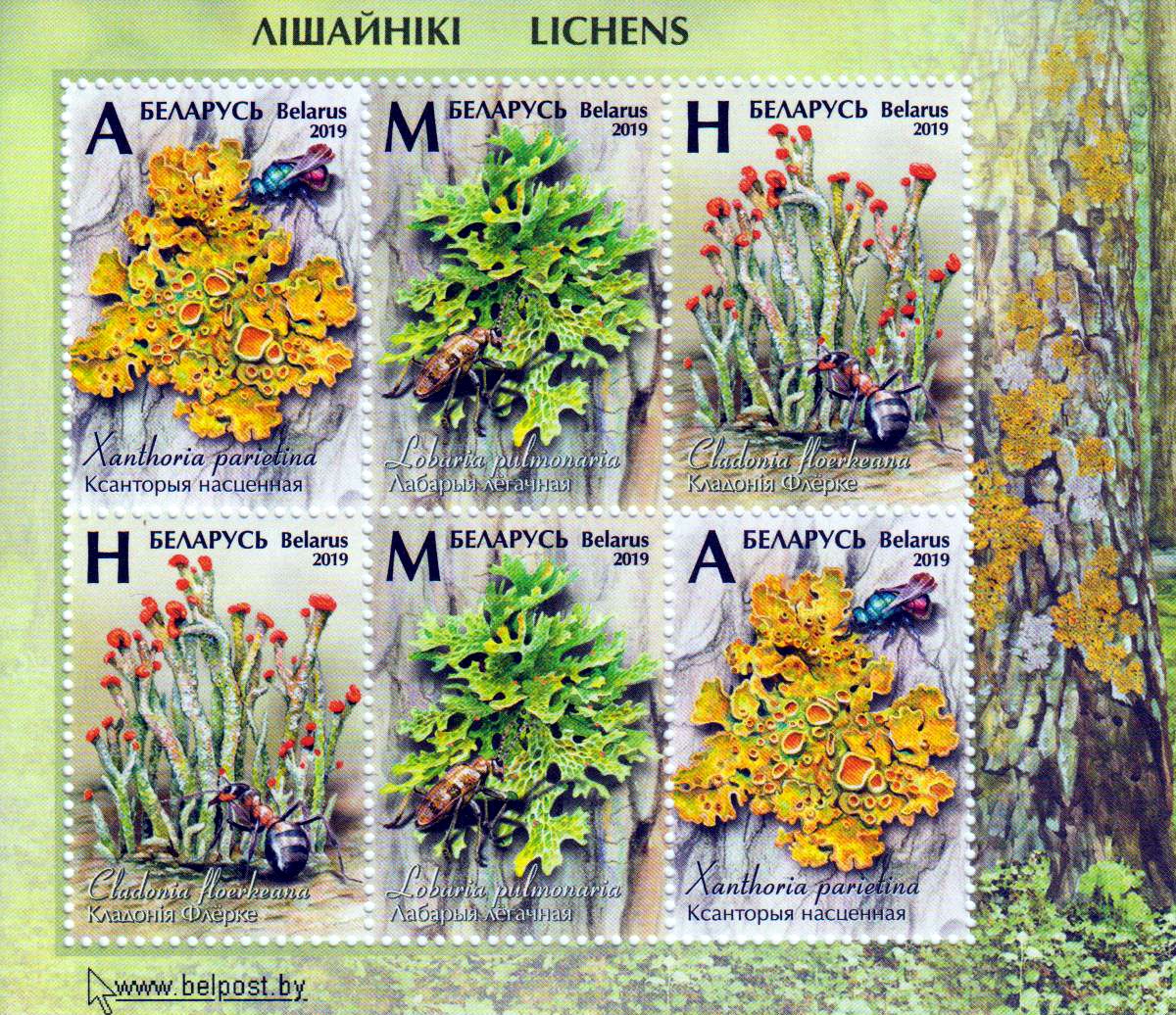 Block: Flechten 2019