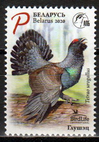 Vogel des Jahres 2020, Auerhahn