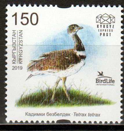 Vogel des Jahres 2019, Zwergtrappe