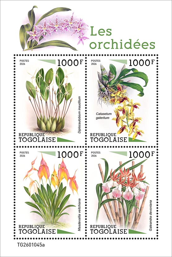 Orchideen 2026