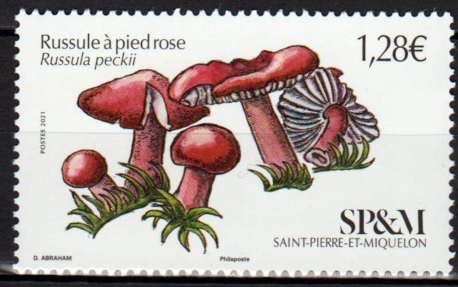Pilze 2021, Russola peckli