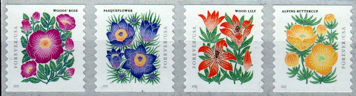 Bergblumen 2022, sk, von Rolle