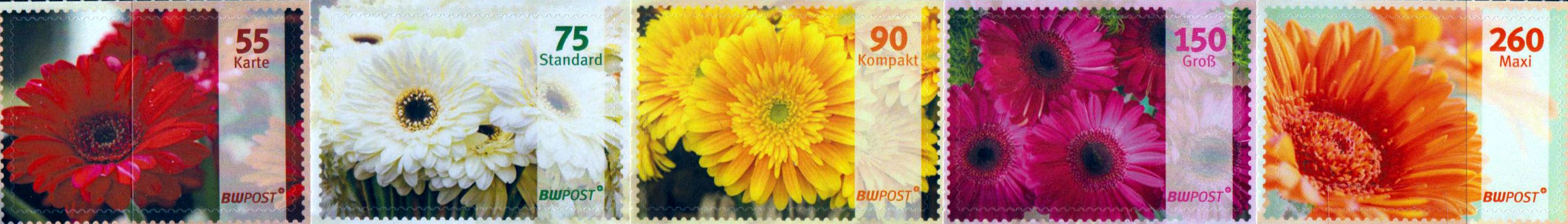 Gerbera, Blume 2019