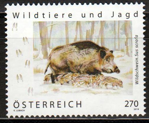 Wildschwein 2019