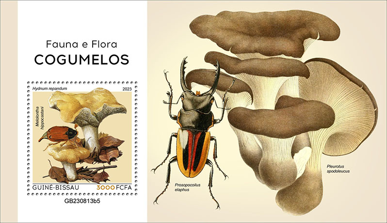 Block: Fauna und Flora 2023, Pilze