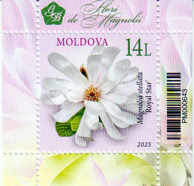 Block: Magnolienblüten 2025