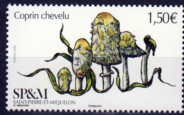 Coprin chevelu 2020, Pilz