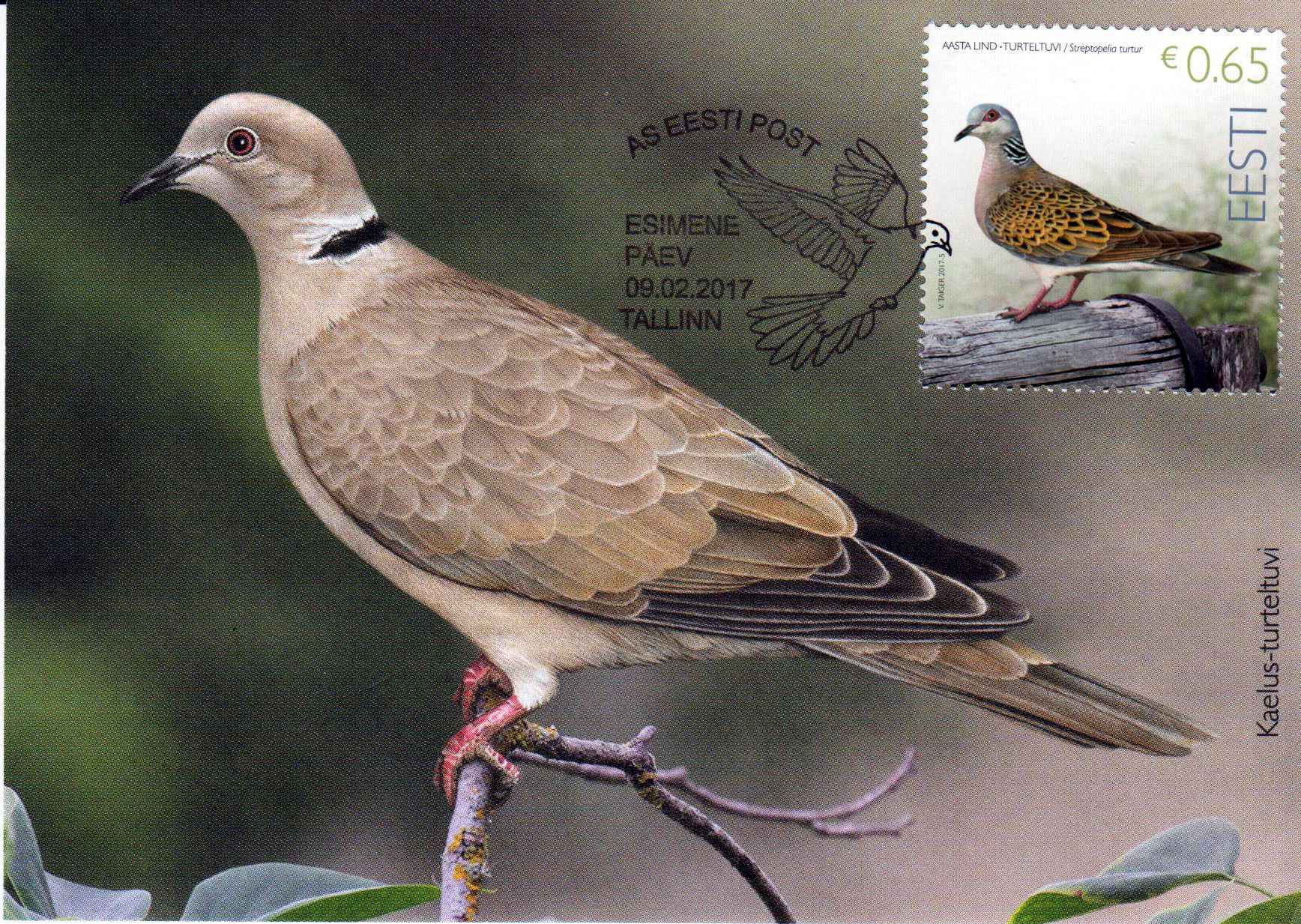 Vogel des Jahres, Turteltaube 2017