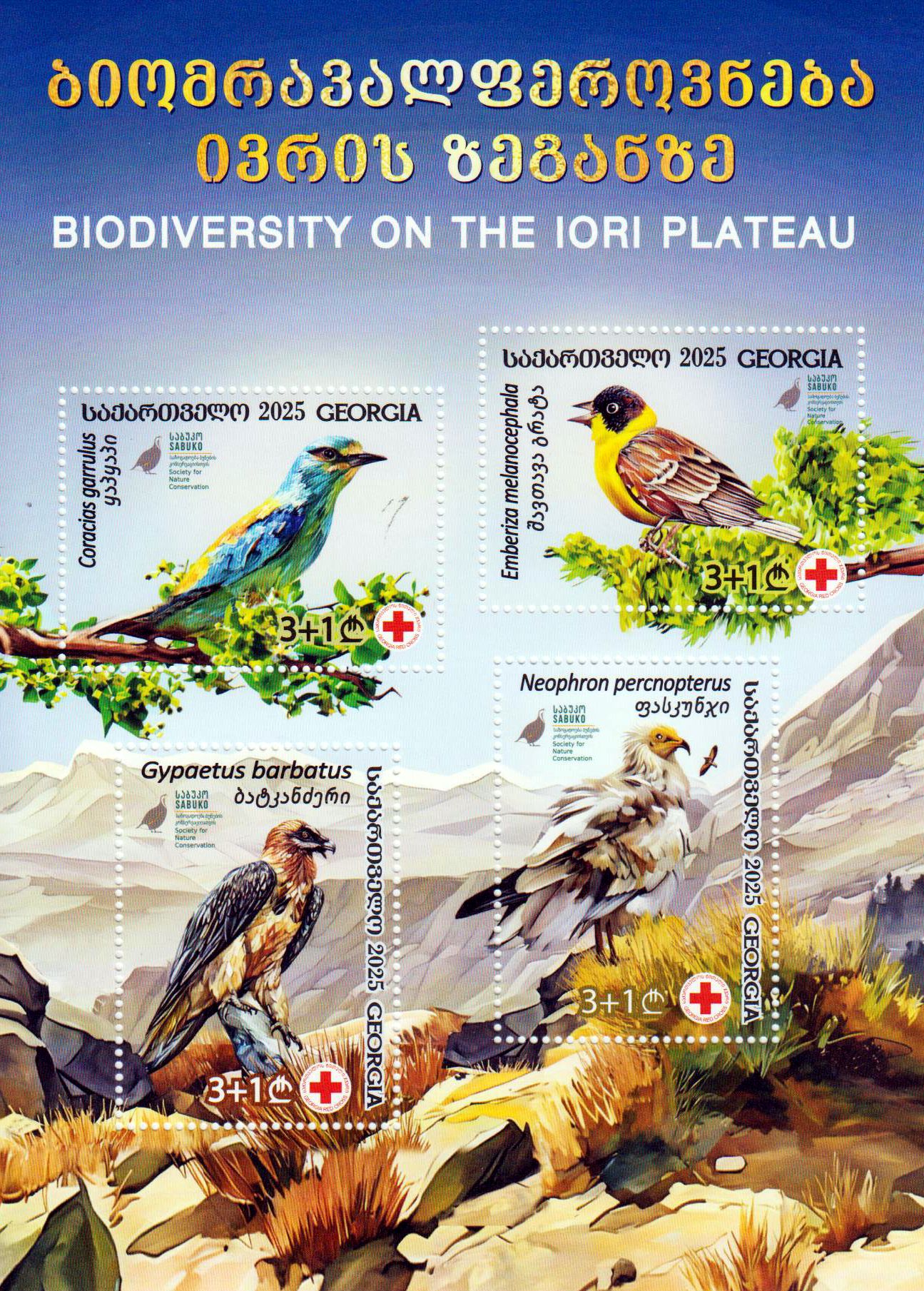 Block: Biodiversität auf der Iori-Hochebene 2025,  Vögel, Rotes Kreuz