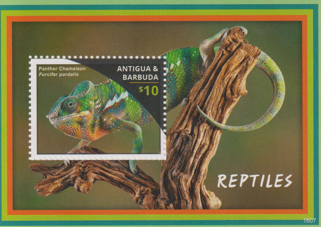 Block: Reptilien 2016, Chameleon