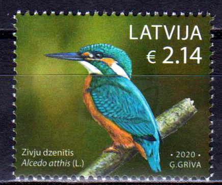 Eisvogel 2020