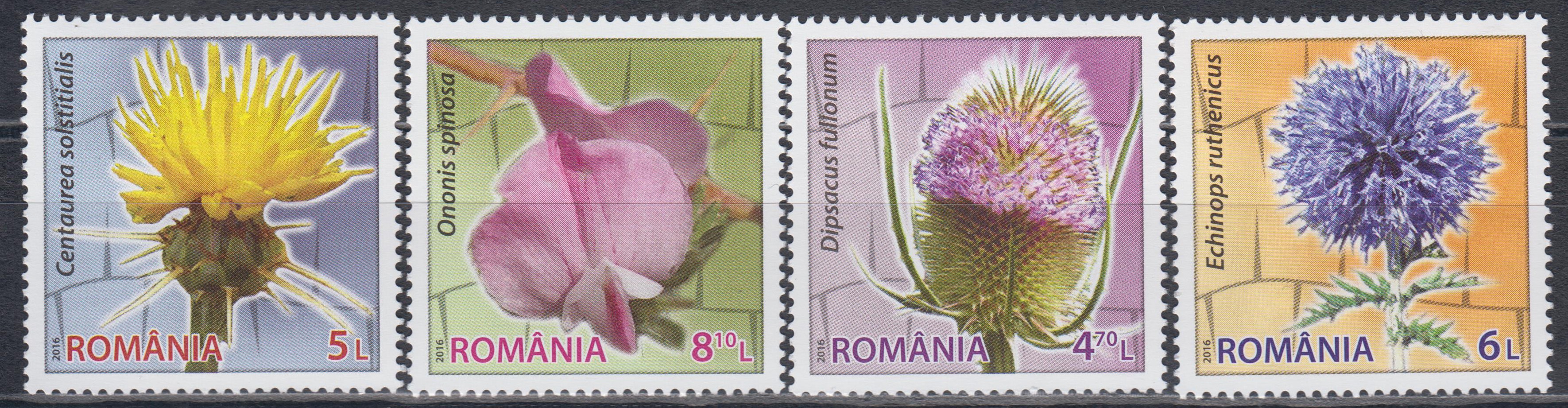 Blumen mit Dornen (16P01)