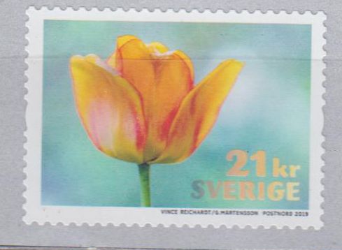 Tulpen 2019, orange, sk,v.Rolle