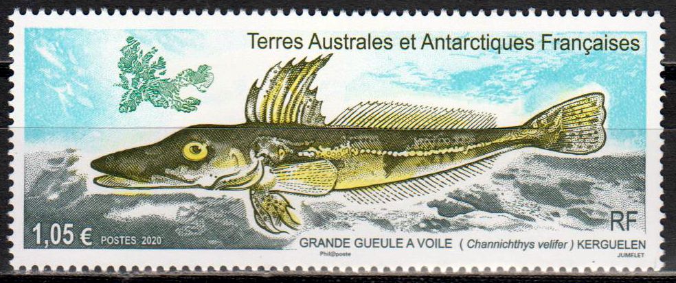 Fisch 2020, Grand gueule
