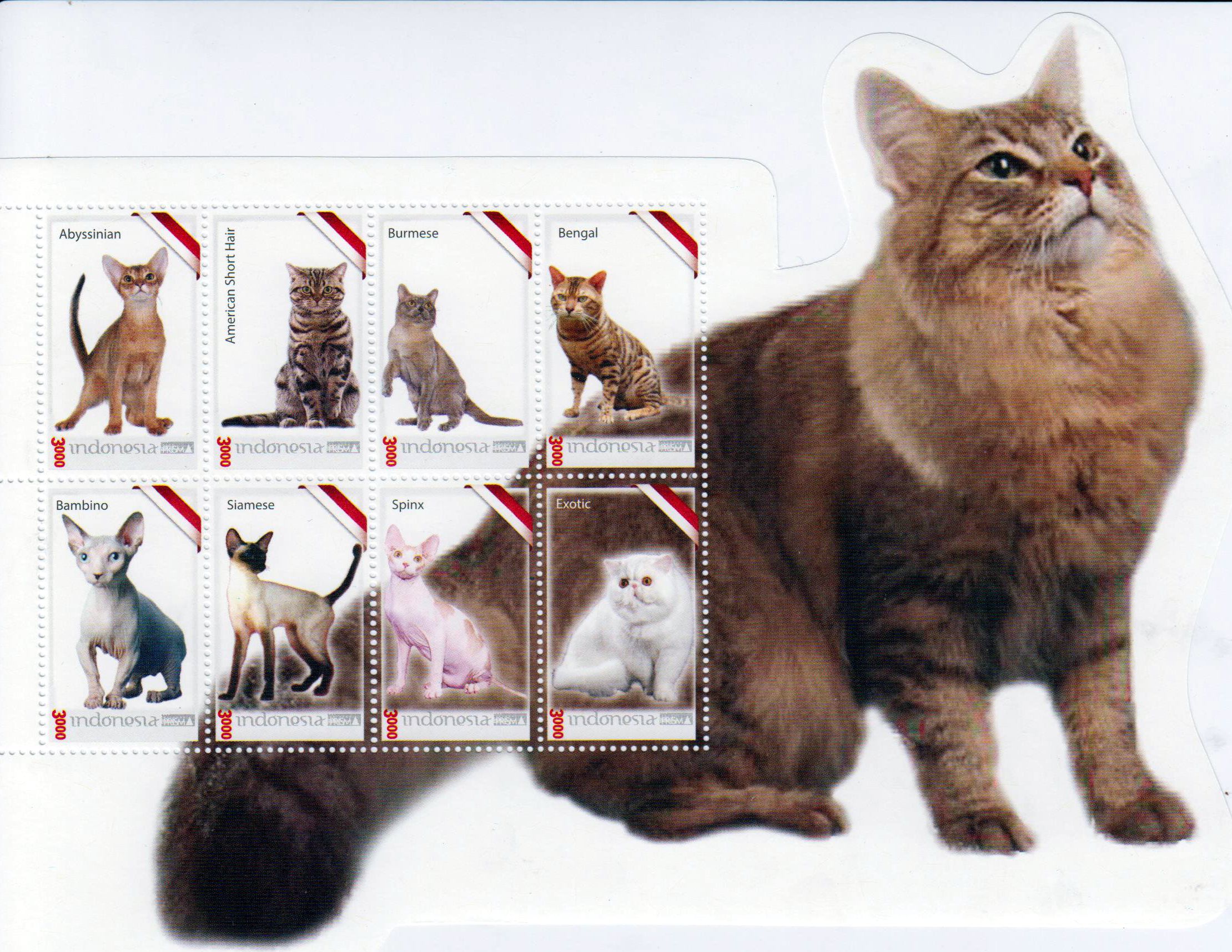 Zdr. Katzen 2016