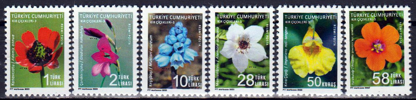 Dauer: Wildblumen 2023