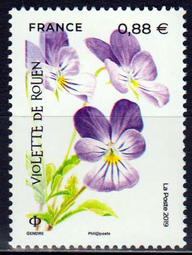 Veilchen 2019