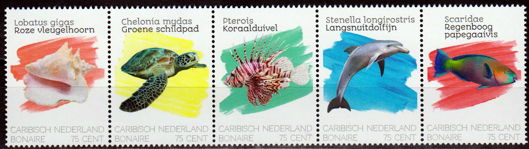 Bonaire Meerestiere 2020