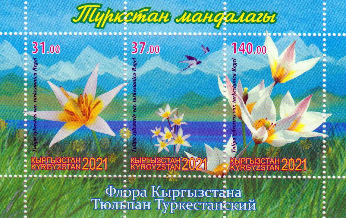 Block: Tulpen Turkestan 2021