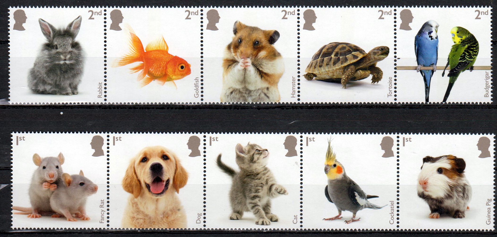 Haustiere 2026, Hund, Katze, Vögel, Schildkröte