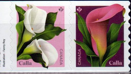 Calla 2022, sk, von Rolle