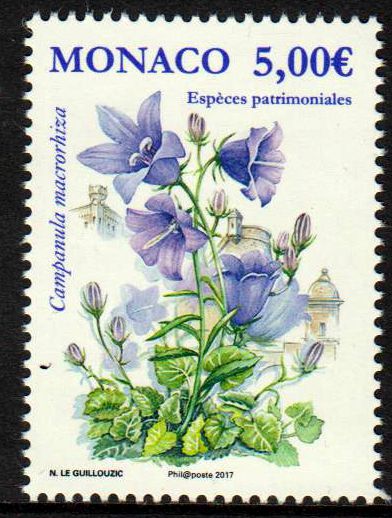Glockenblume