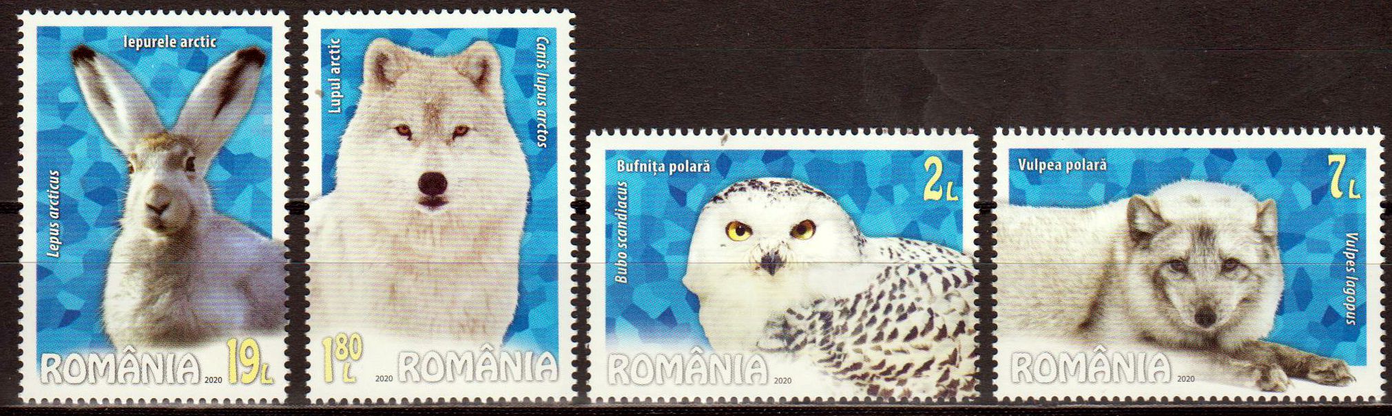 Arktische Fauna 2020, Wolf, Eule, Fuchs, Hase
