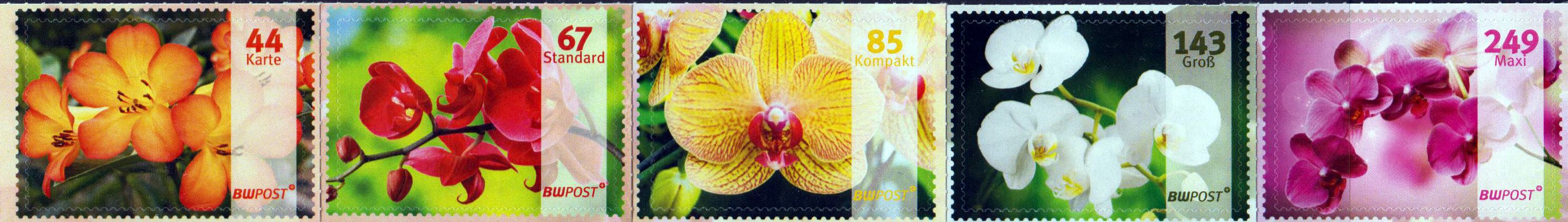 Orchideen 2018, Ersttag 2.1.2018
