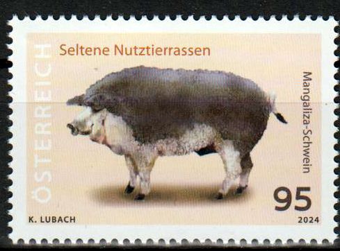 Mangaliza Schwein 2024