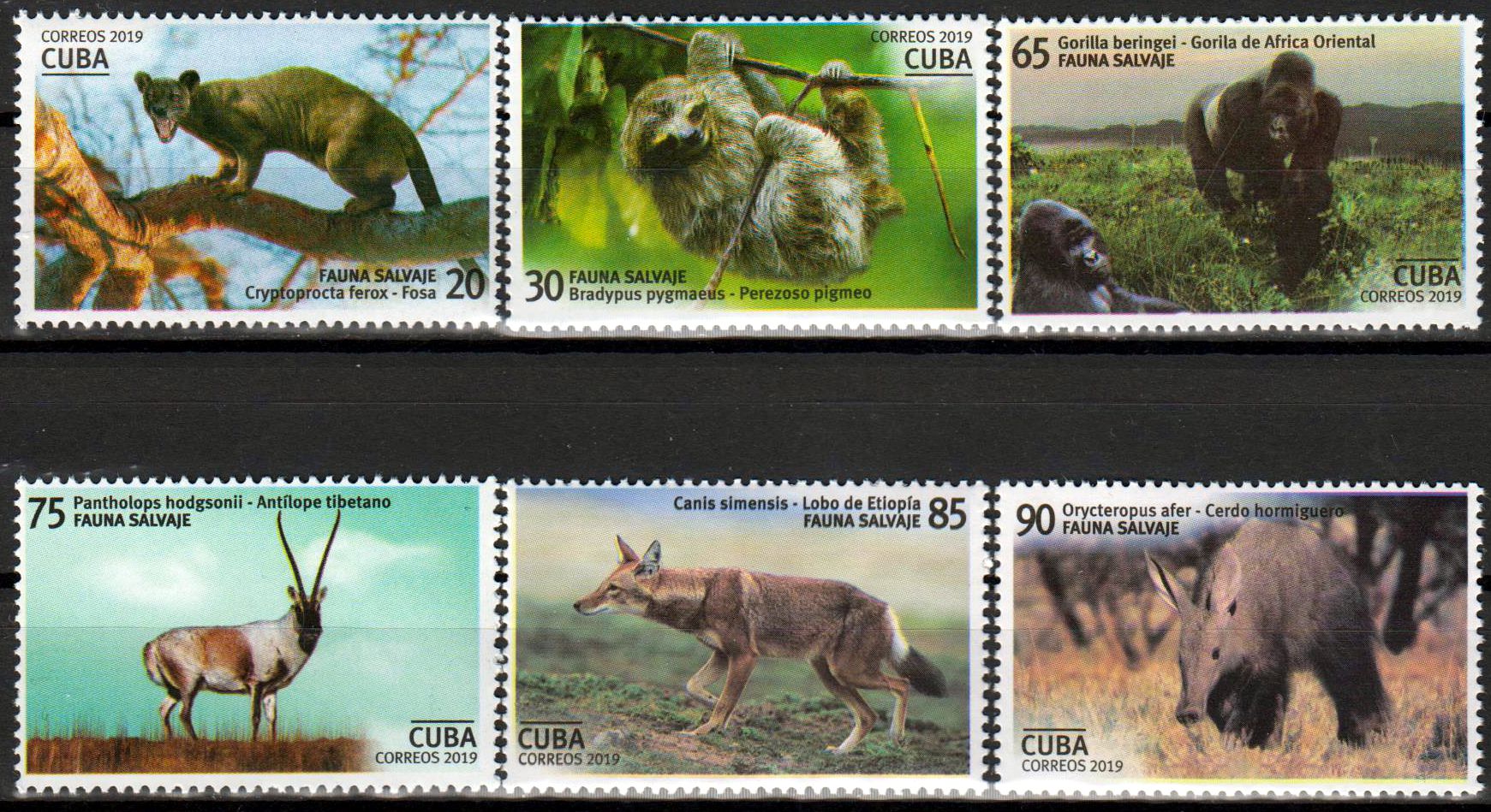 Wildtiere 2019, Gorilla, Antilope