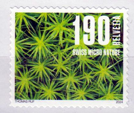 Dauer: Naturmuster 2024, Moos