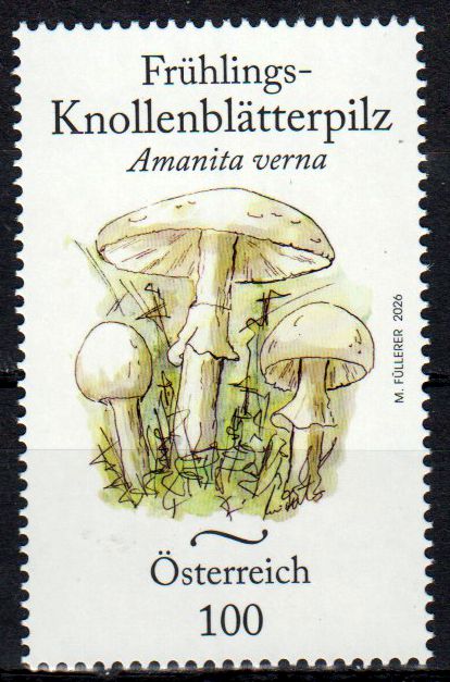 Frühlings-Knollenblätterpilz 2026