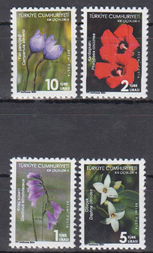 Dauer: Wildblumen 2024