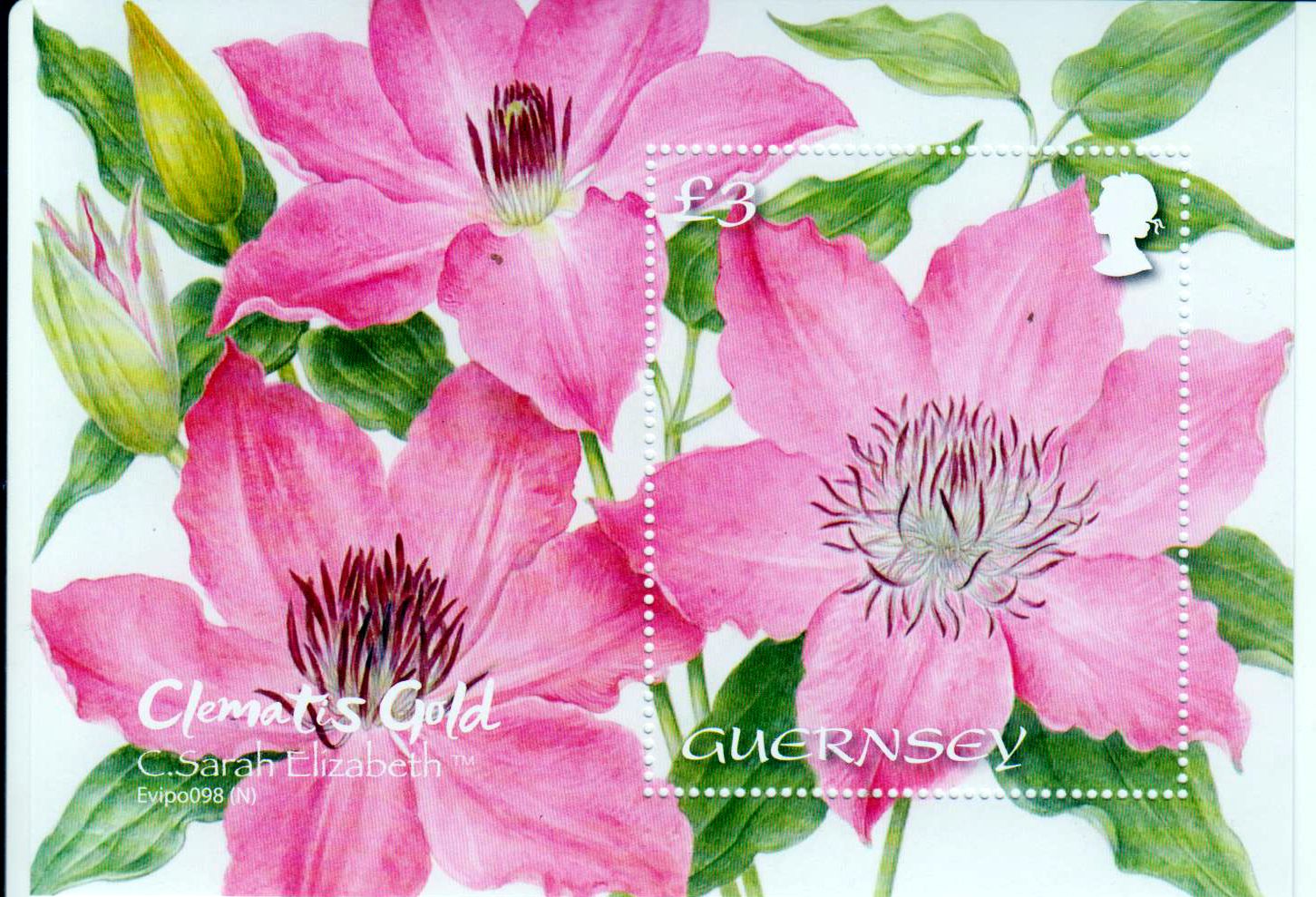 Block: Clematis Sarah Elizabeth 2021
