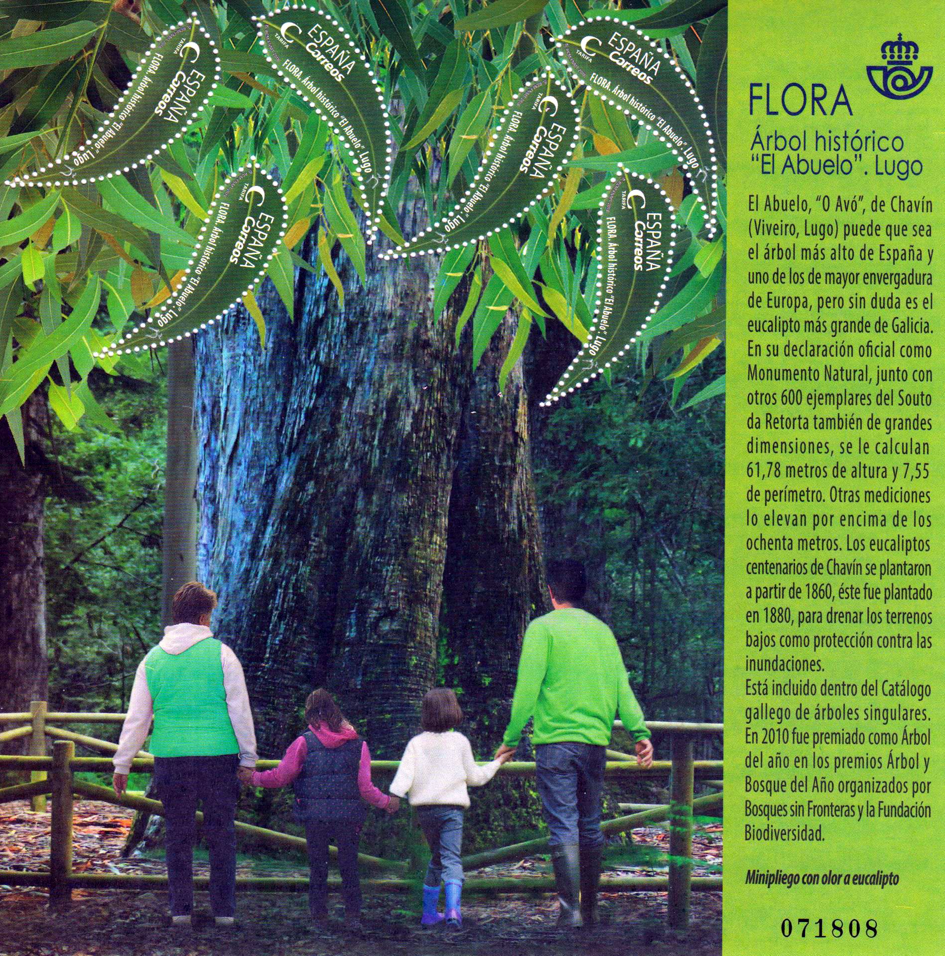 Block: El Abuelo, Historischer Baum