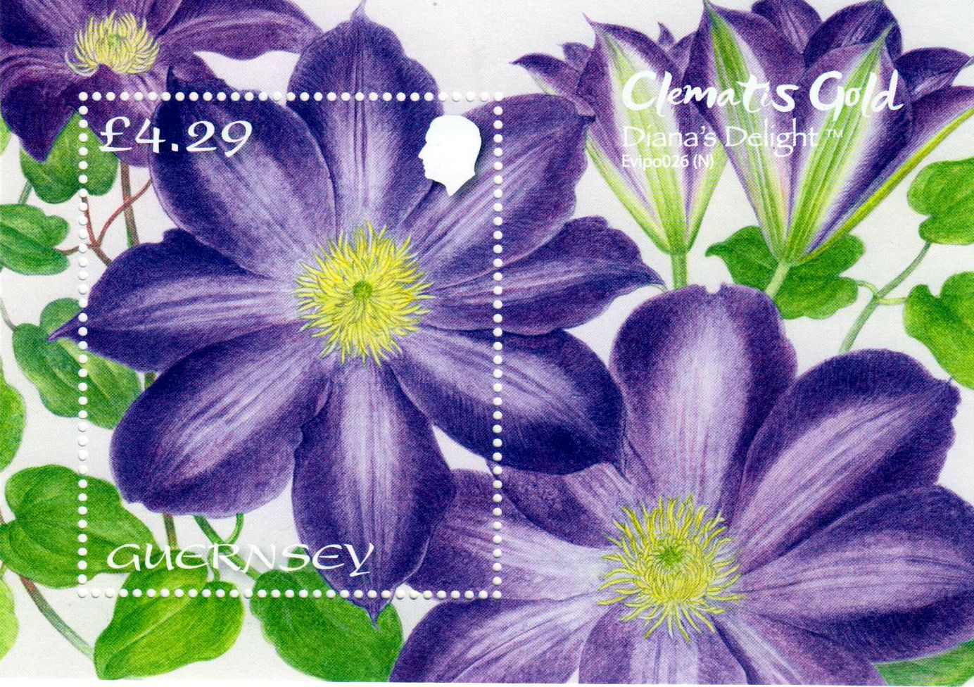 Block: Clematis Gold 2024