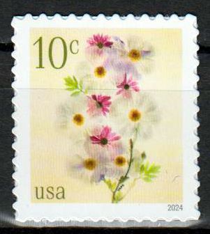 Dauer: Mohn und Kegelblume 2024, 10c, sk