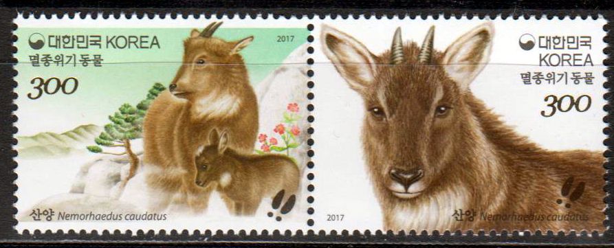 Gefährdete Tiere III  2017,  Langschwanzgoral