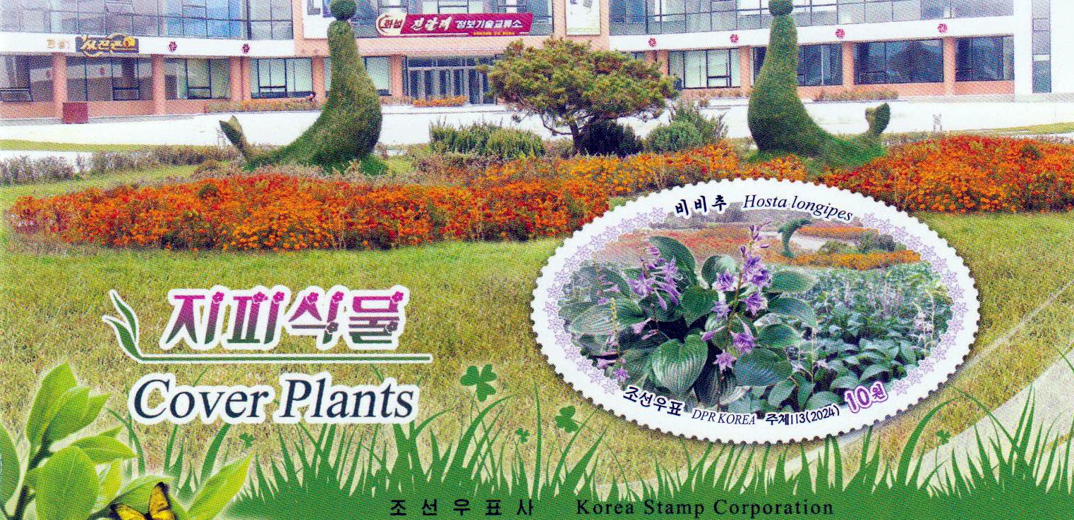 Bodendecker 2024, Pflanzen, Blumen