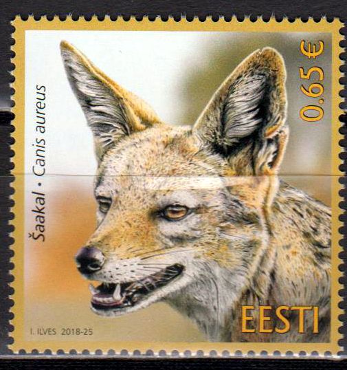 Estnische Fauna, Goldschakal