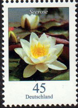 Dauer: Seerose 2017, mit rückseitiger Nr.